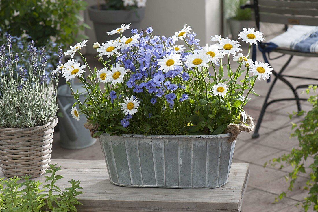 Viscaria oculata 'Blue' (Sky anemone), Leucanthemum superbum