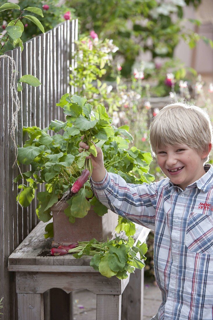 Radishes in a terracotta box