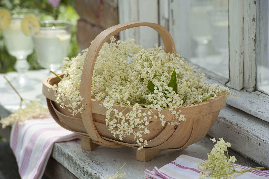 Frisch geerntete Blüten von Holunder (Sambucus nigra) im Spankorb