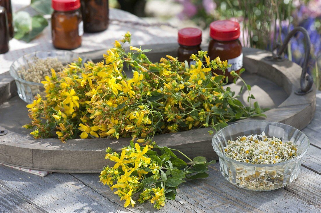 Frisch geerntetes Johanniskraut (Hypericum perforatum) auf Holztablett