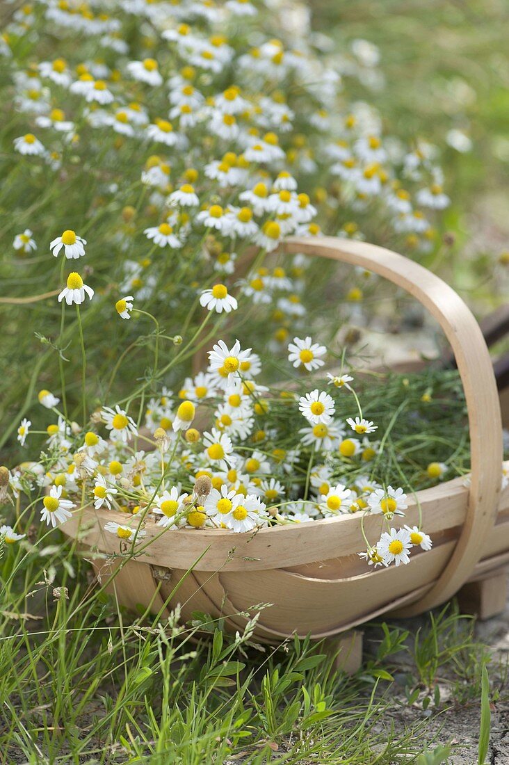 Freshly harvested camomile (Matricaria chamomilla) in chip basket