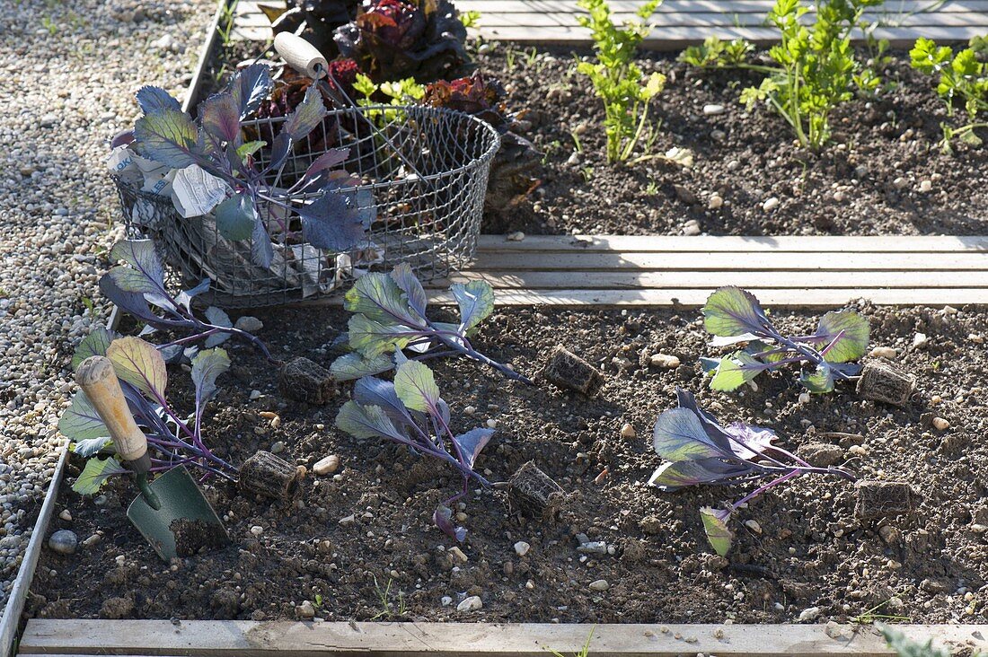 Planting red cabbage in the bed