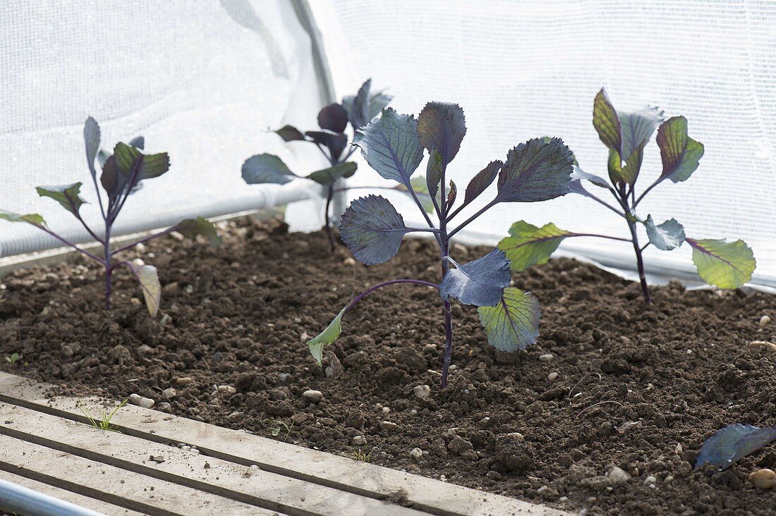 Plant red cabbage in the bed