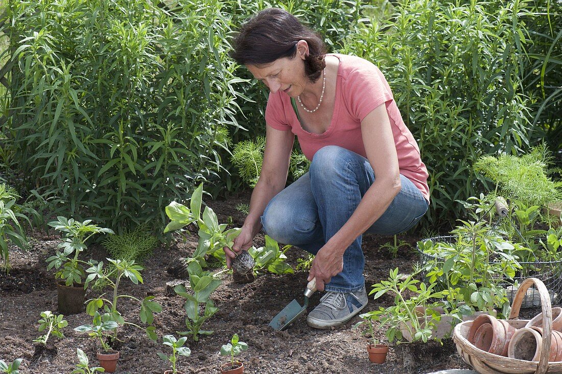 Sommerbeet mit einjaehrigen Sommerblumen bepflanzen