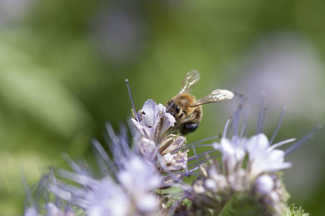 Biene, Honigbiene (Apis mellifica) auf Phacelia (Bienenfreund)