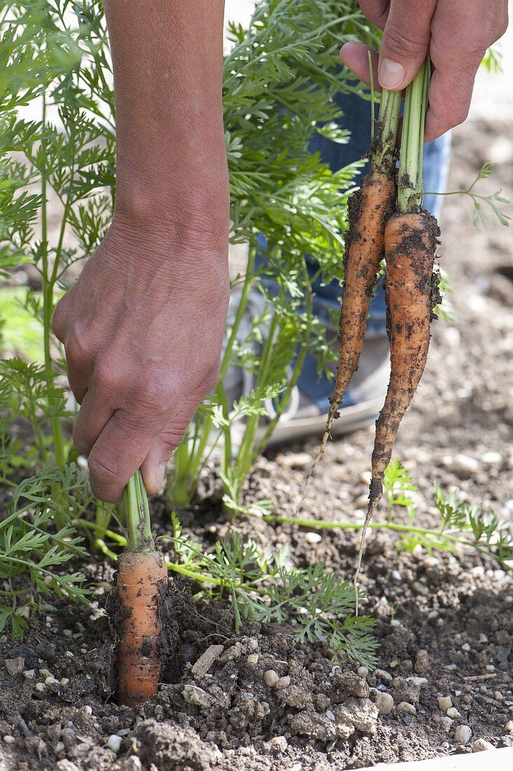 Harvest carrots (Daucus carota)