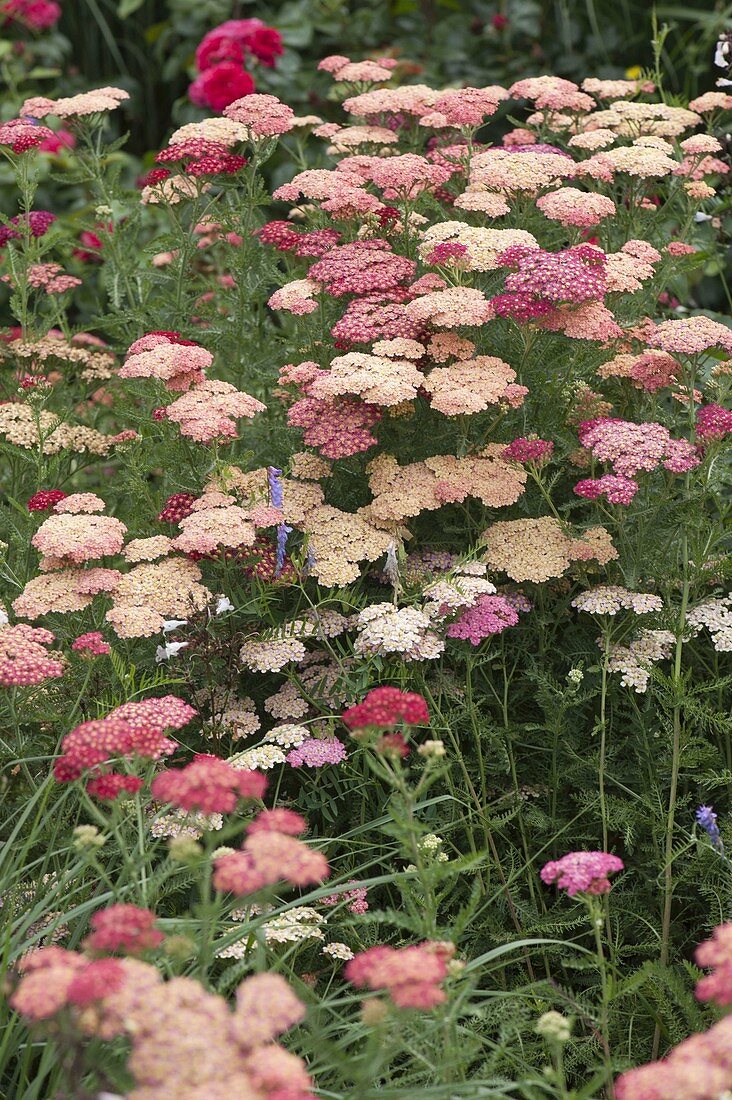 Achillea Millefolium-Hybride 'Excel' (Schafgarbe)