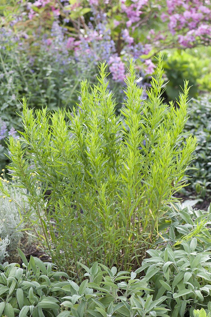 Russian tarragon, sage