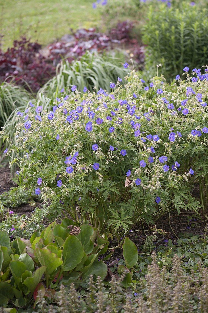 Geranium pratense 'Johnson's Blue' (cranesbill)