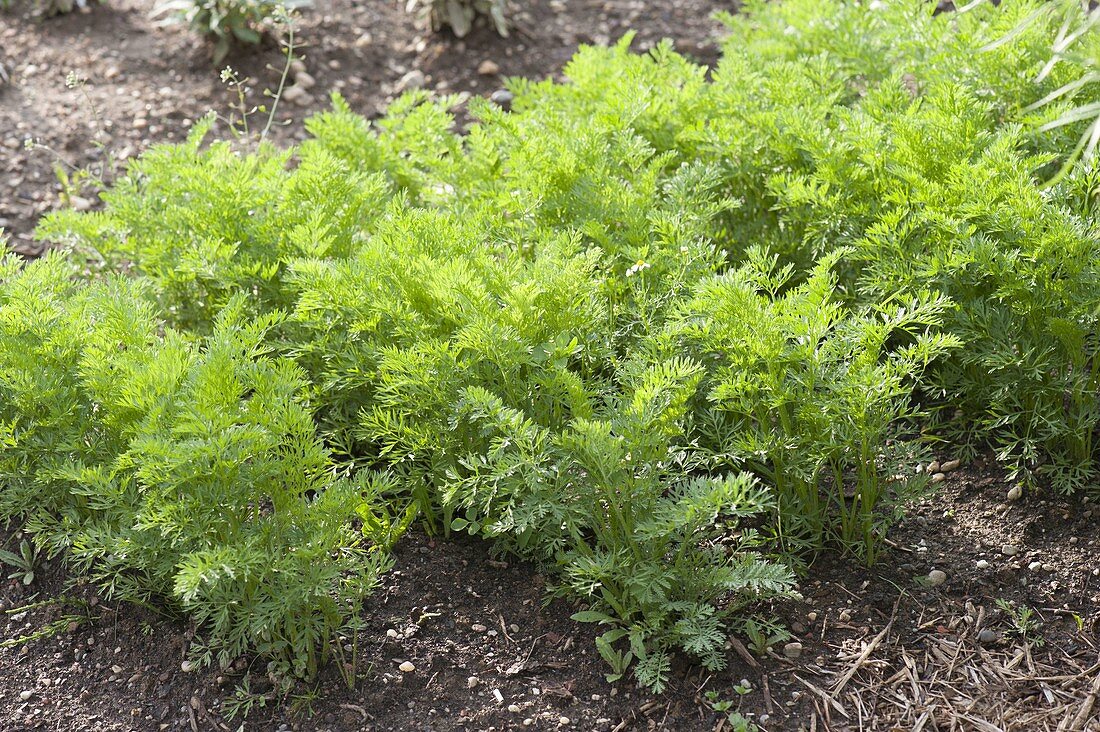 Möhren, Karotten (Daucus carota) im Beet