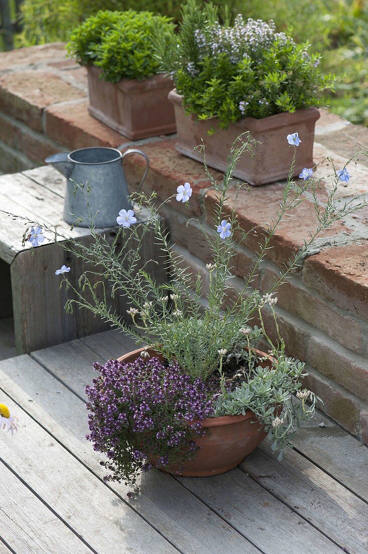 Bowl on wooden deck with Linum perenne 'Nanum Saphir' (Blue perennial)