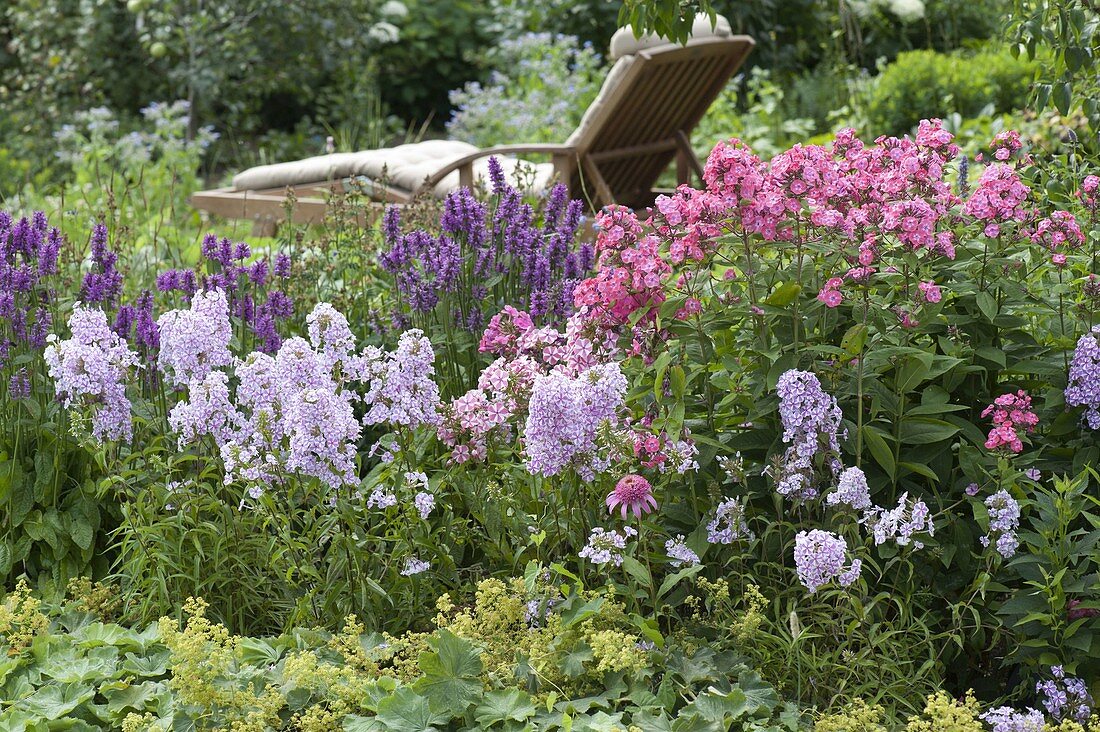 Staudenbeet mit Stachys 'Hummelo' (Ziest), Phlox maculata 'Natascha'