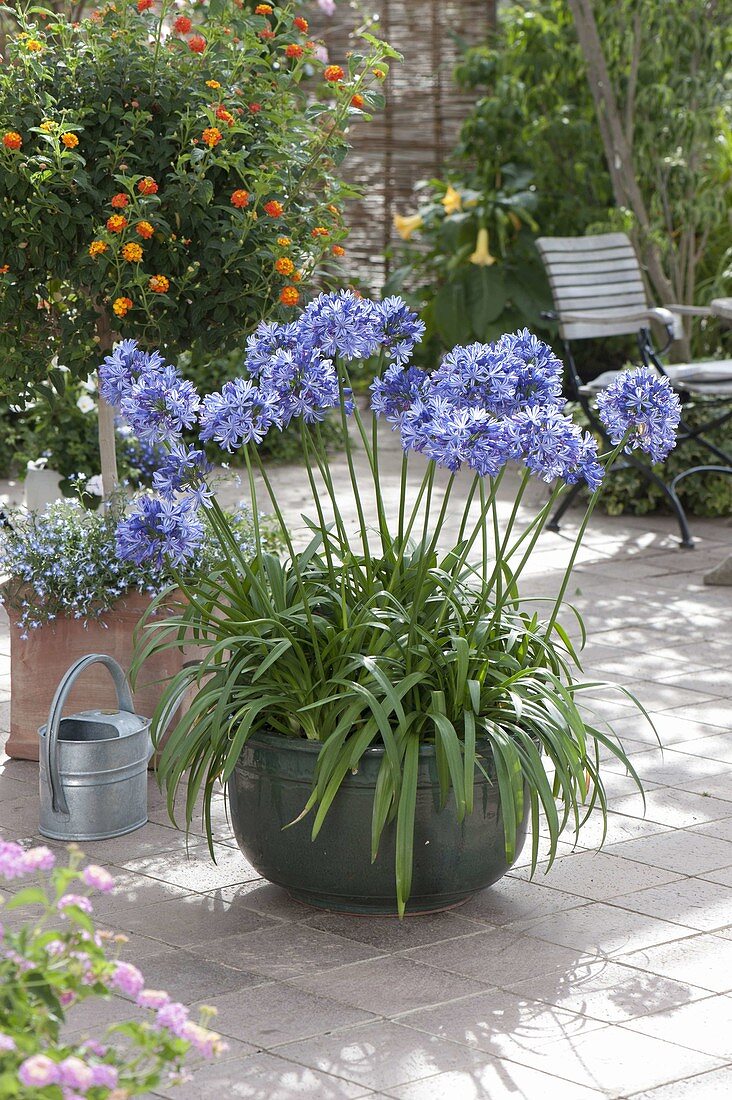 Agapanthus africanus (African ornamental lily) in grey husk