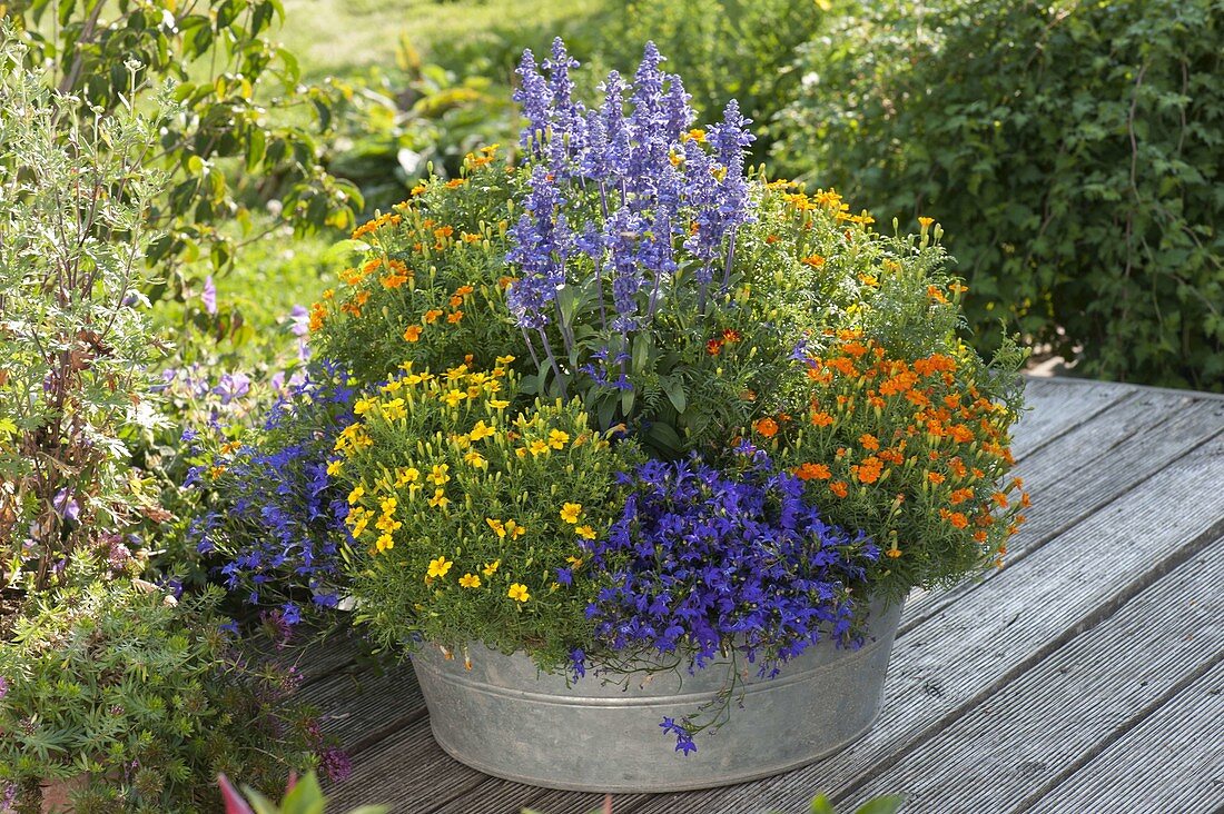 Zinc tub with Tagetes tenuifolia (marigold), Salvia farinacea