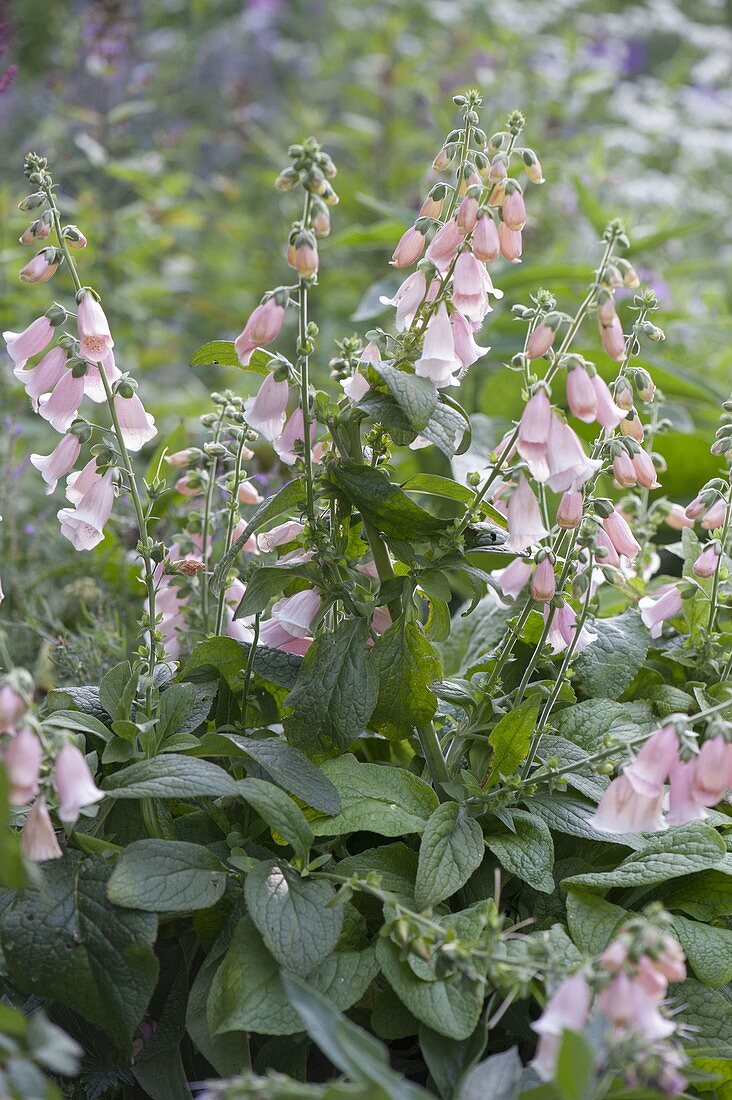 Digitalis purpurea 'Apricot' (Foxglove)