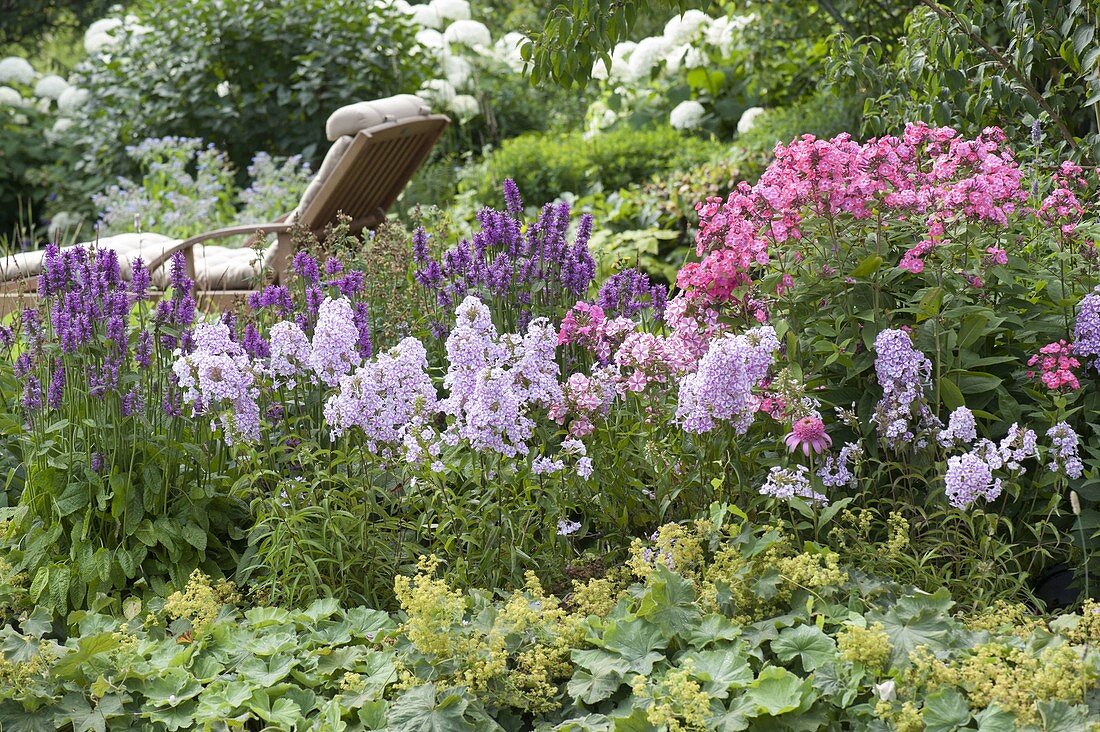 Staudenbeet mit Stachys 'Hummelo' (Ziest), Phlox maculata 'Natascha'