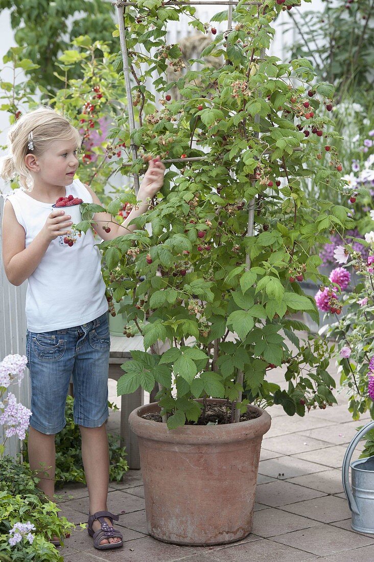 Girl harvesting raspberries (rubus) from the bucket