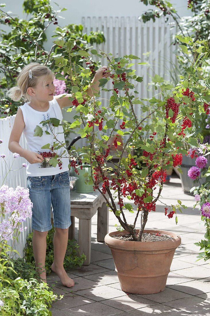 Mädchen pflückt Johannisbeeren (Ribes rubrum)