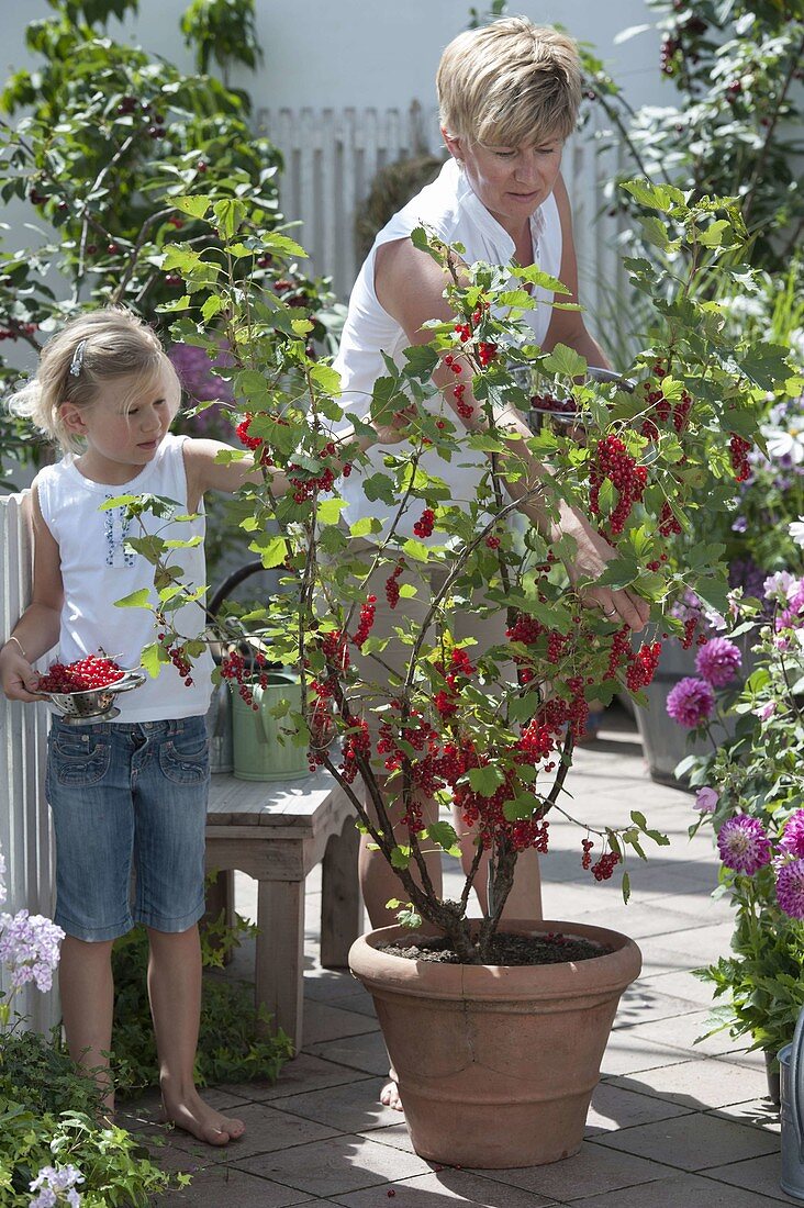 Mädchen und Mutter pflücken Johannisbeeren (Ribes rubrum)