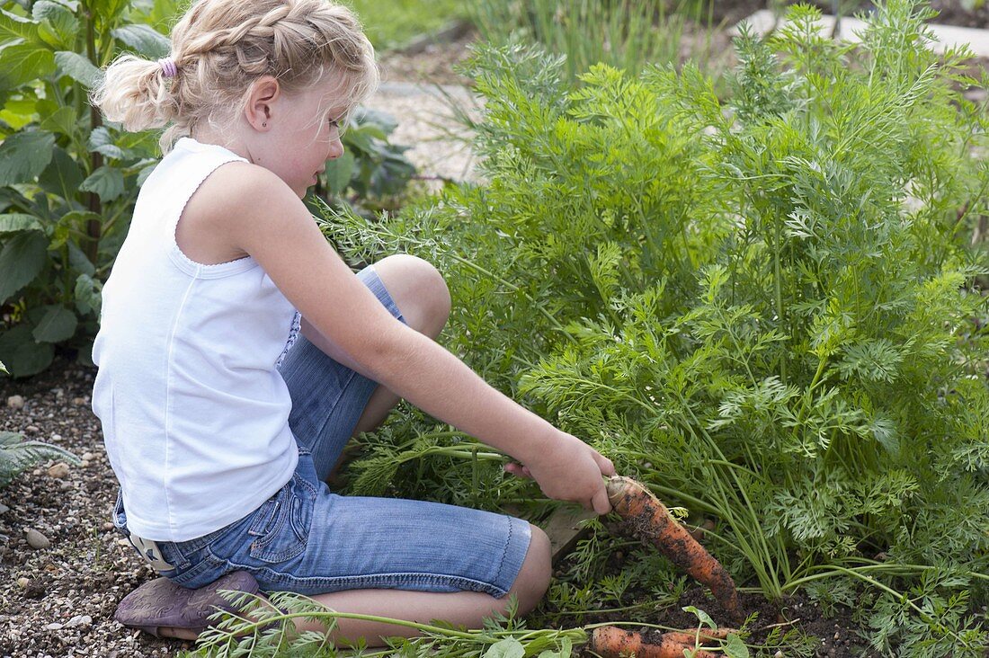 Girl harvesting carrots, carrots (Daucus carota) in vegetable patch