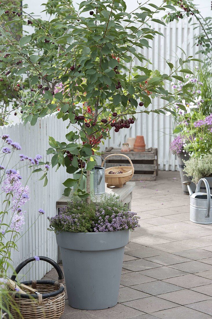 Cherry picking on the terrace