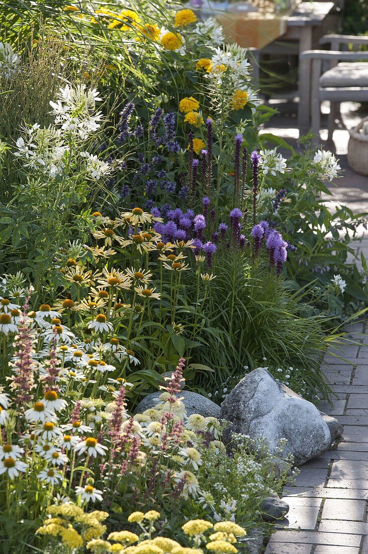 Echinacea purpurea 'Meringue', 'Avalanche', 'Sunrise' (Sonnenhut), Liatris