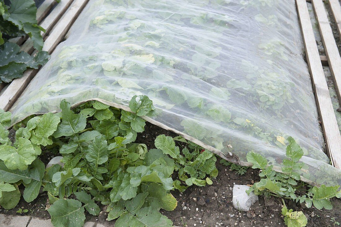Chinakohl (Brassica) mit Gewebe-Vlies vor Kohlweissling schützen