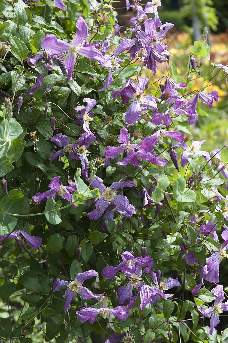 Clematis viticella 'MrsT Lundell' (Waldrebe) an Rankhilfe