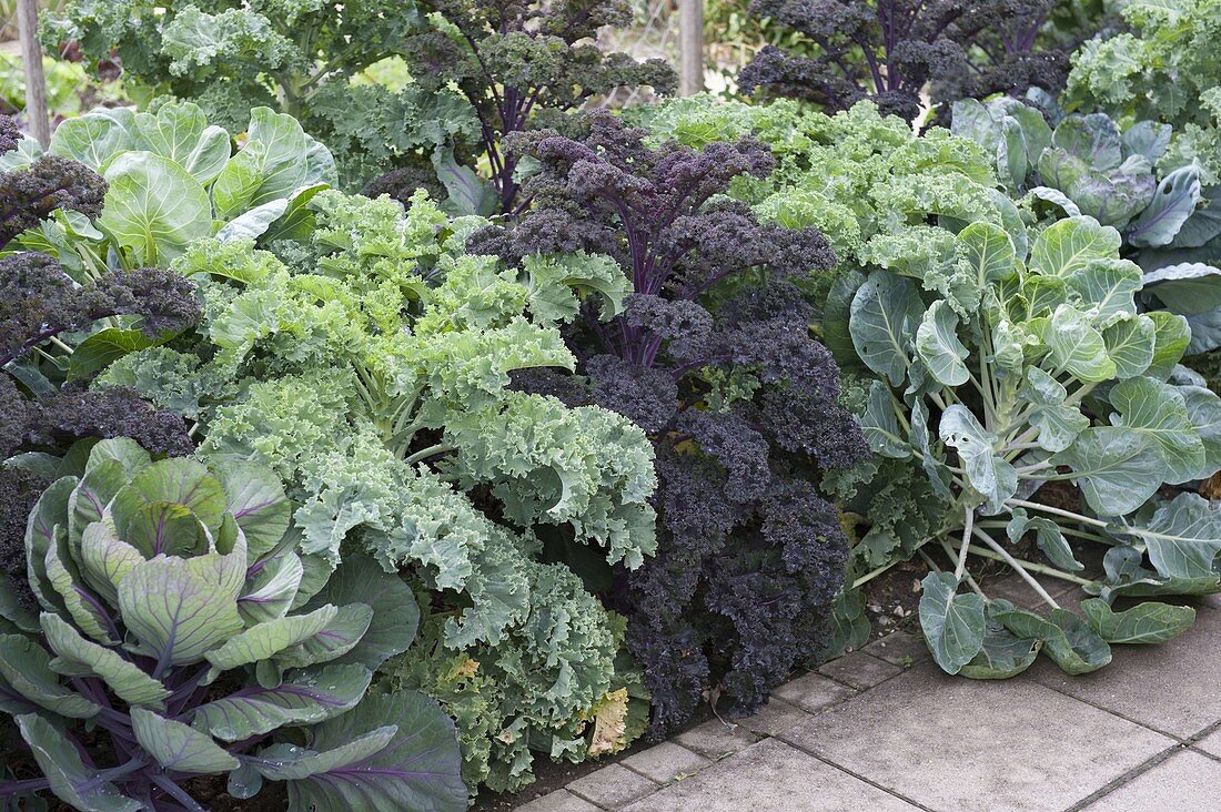 Cabbages in a bed of kale 'Lerchenzungen' 'Redbor', Brussels sprouts