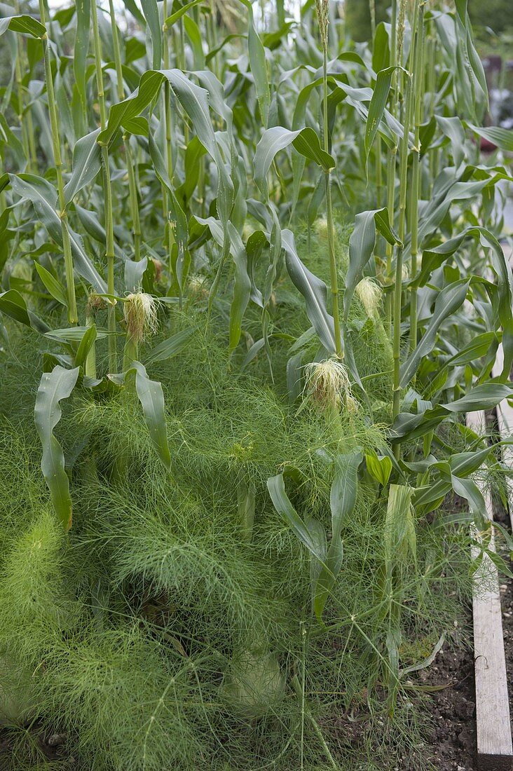 Mixed culture of fennel (Foeniculum vulgare) and sweet corn