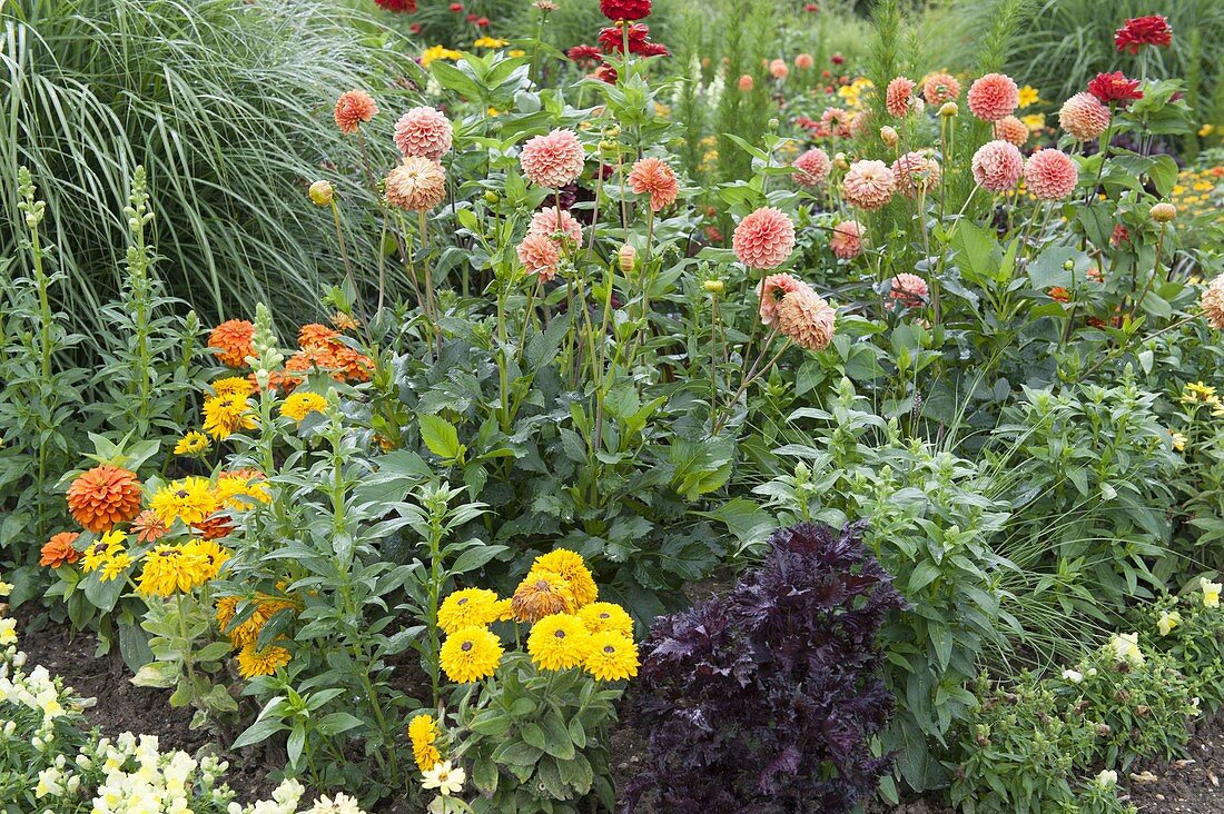 Perennial viewing garden Weihenstephan: Dahlia (dahlias), Rudbeckia hirta