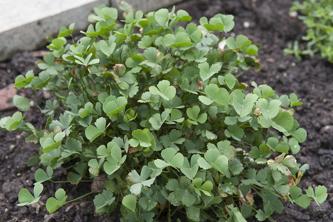Sushni (Marsilea minuta) is used as a medicinal plant or vegetable