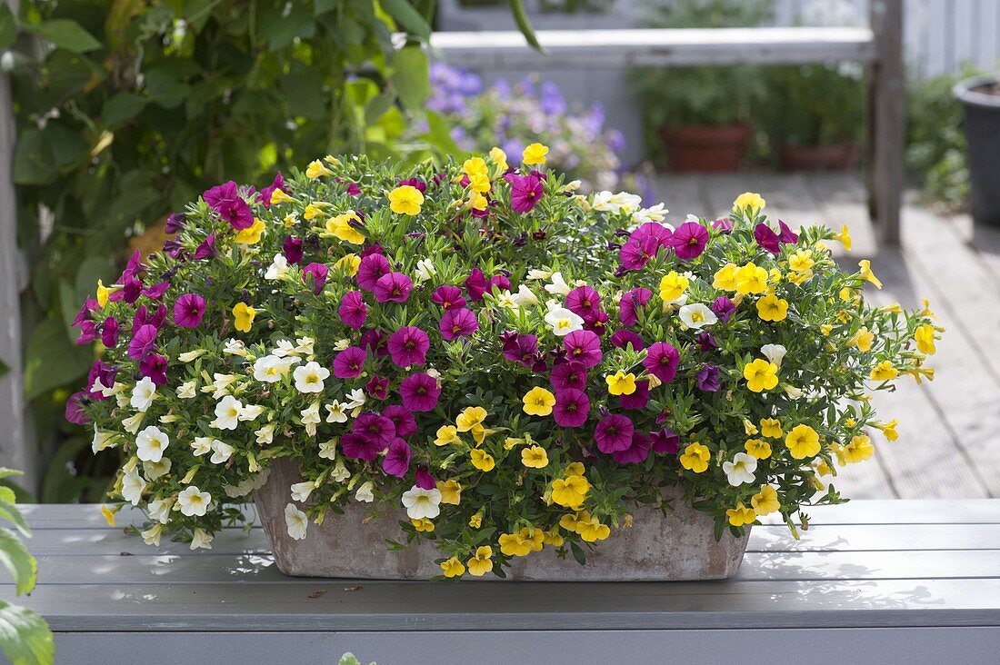 Terracotta box with Calibrachoa Celebration 'Zanzibar'