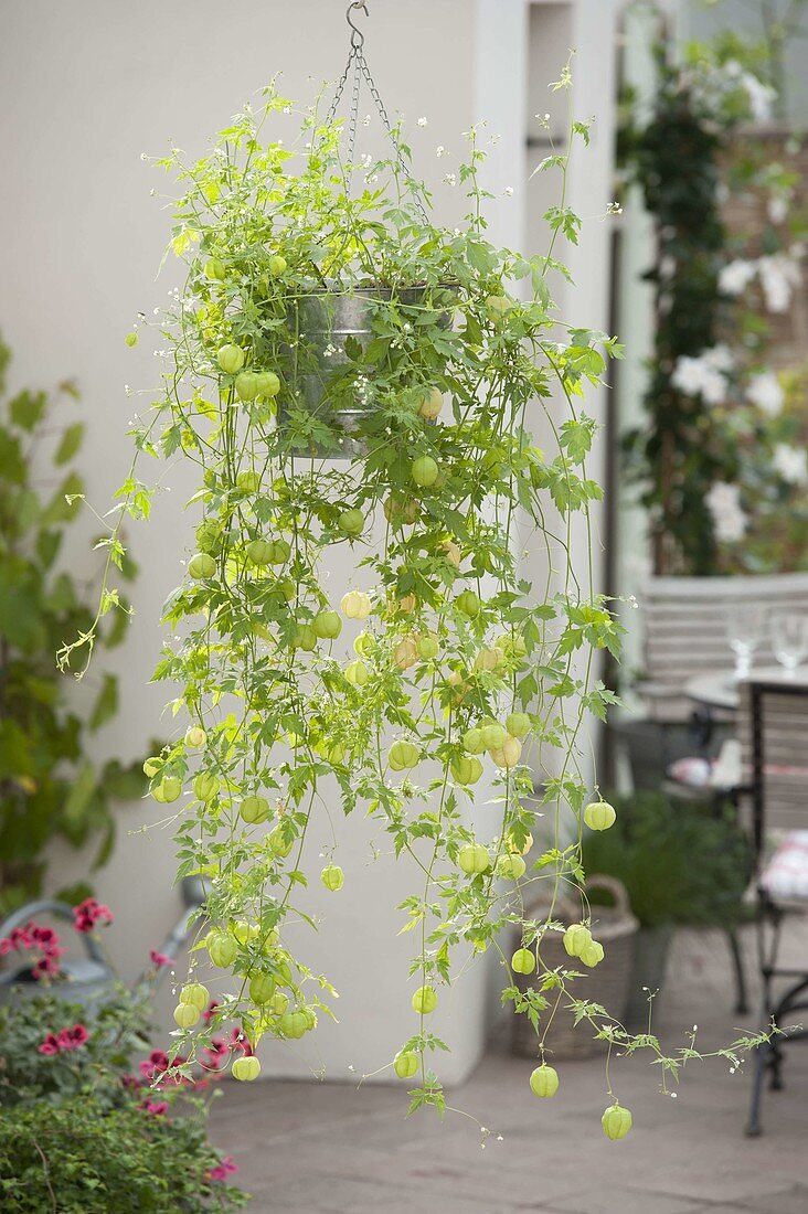 Cardiospermum halicacabum (Balloon vine) in a tin hanging pot