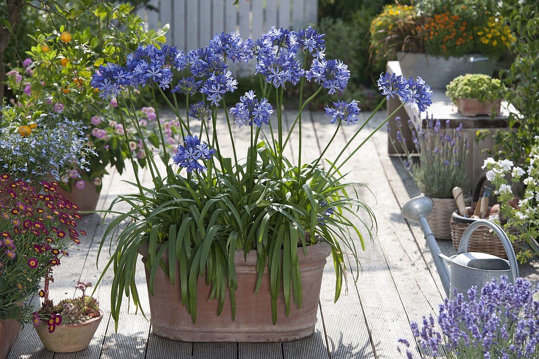 Agapanthus africanus (Jewel Lily)