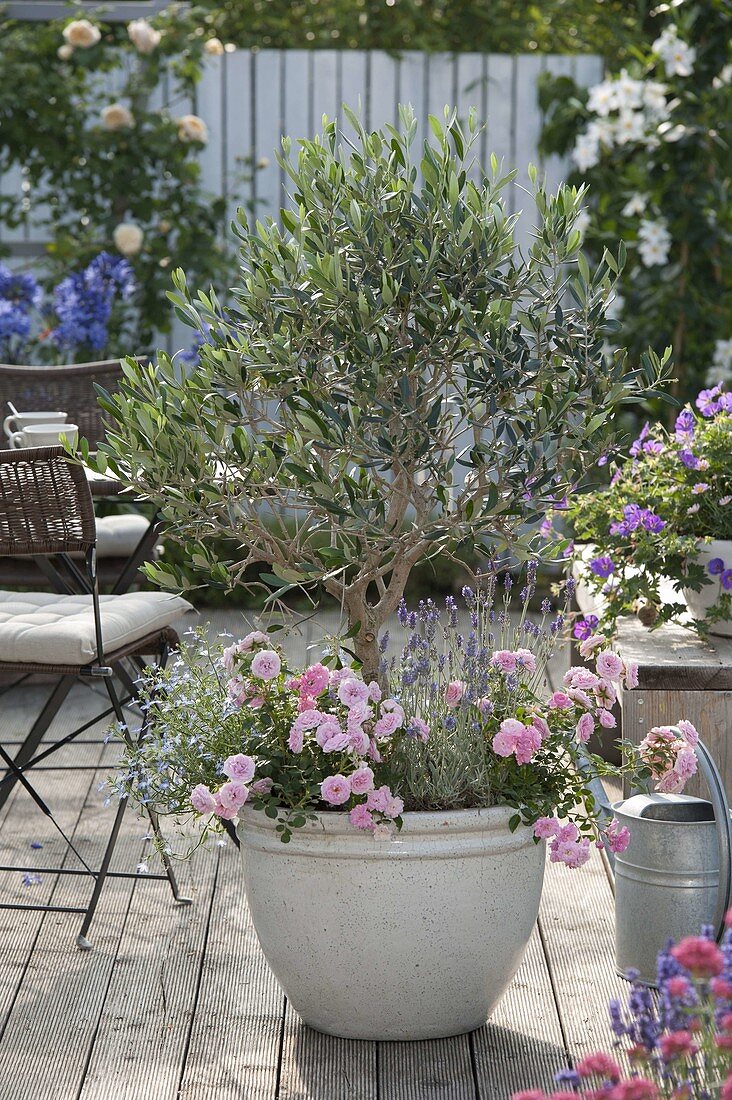 Olea europaea (Olive Stem) underplanted with Rosa 'Misty Hit'.