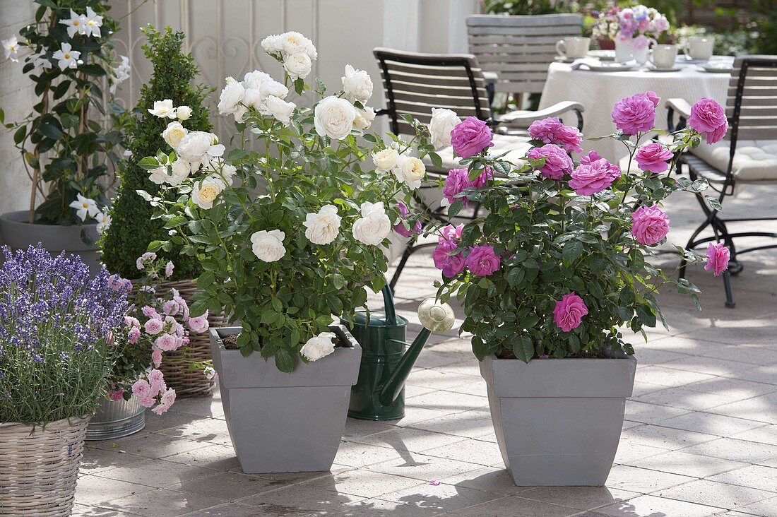 Rosa Renaissance 'Princess Alexandra' pink and 'Nina' white (shrub roses)