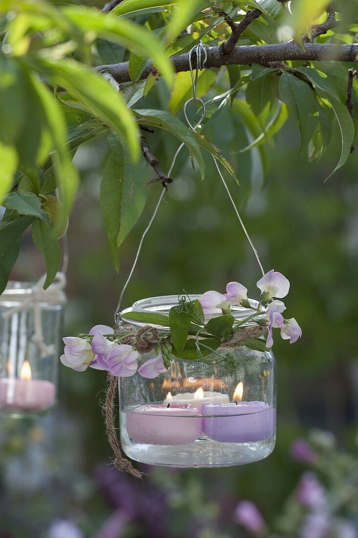 Glass with floating candles as a lantern hung on a branch, Lathyrus latifolius