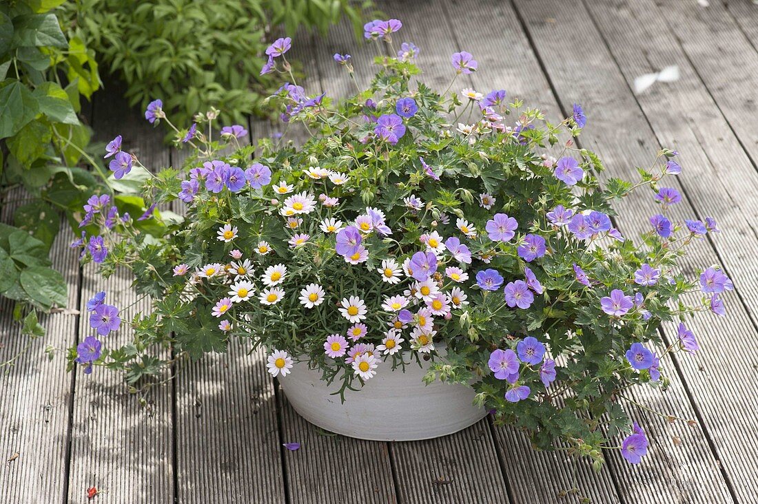 White shell with Argyranthemum (Marguerite) and Geranium pratense