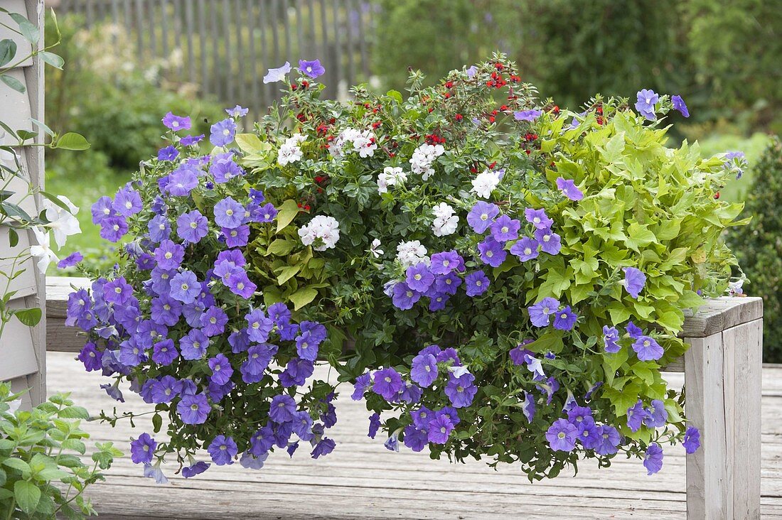 Weihenstephaner-Kasten: Petunia Surfinia 'Blue Sky' (Hänge-Petunien)