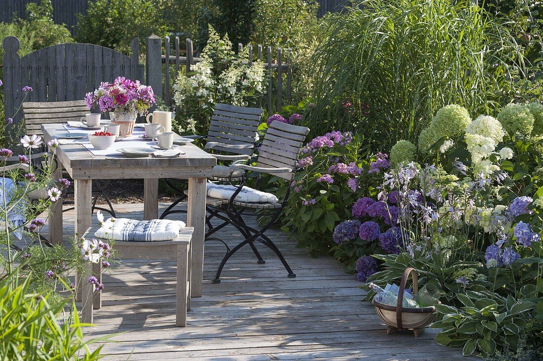 Schattenbeet mit Hydrangea macrophylla 'Côte d'Azur' Endless Summer