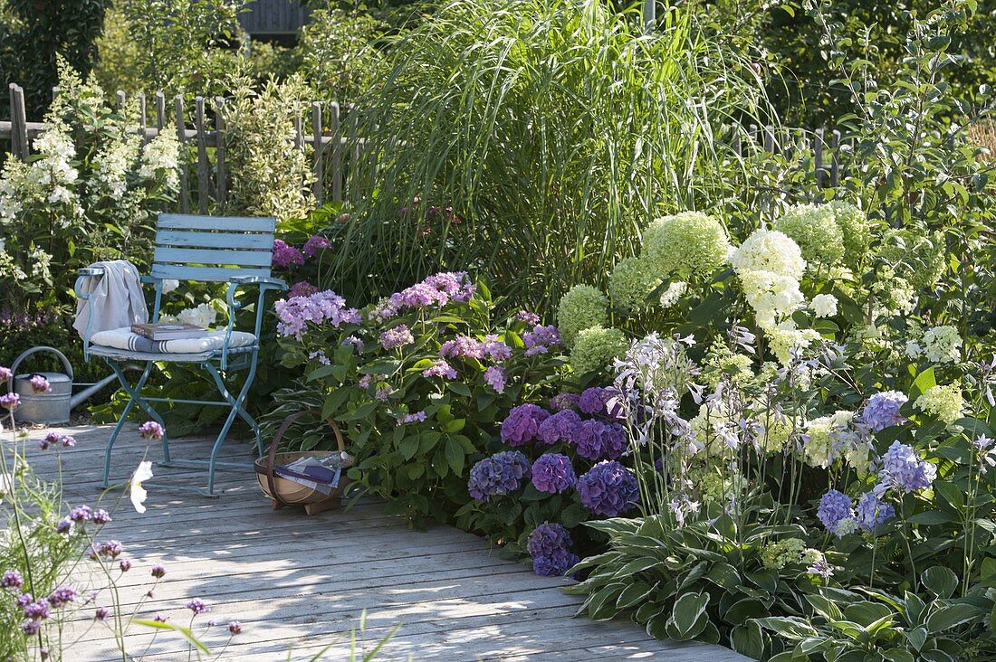 Schattenbeet mit Hydrangea macrophylla 'Côte d'Azur' 'Endless Summer'