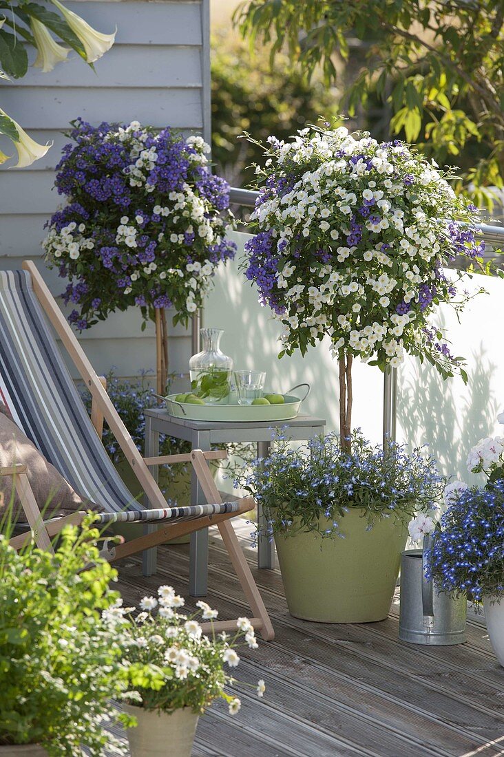 Blue-white mixed planted Solanum rantonnetii