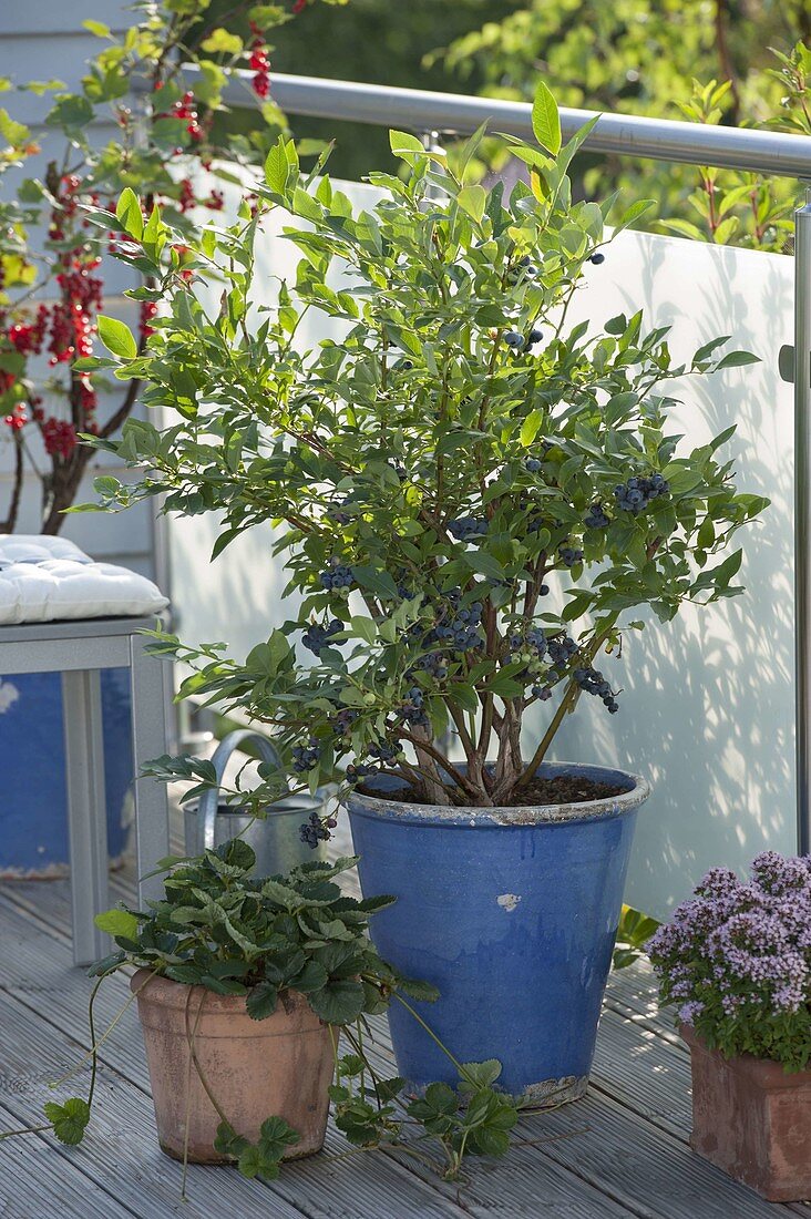 Blaubeere 'Berkeley' (Vaccinium), Erdbeere (Fragaria), Oregano