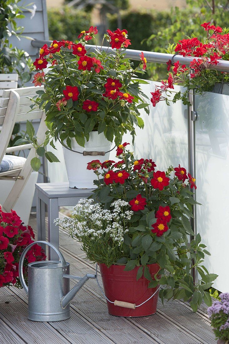 Dahlia 'Pinwheel' with Gypsophila