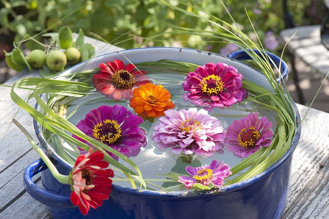 Blüten von Zinnia (Zinnien) schwimmen in Topf mit Wasser