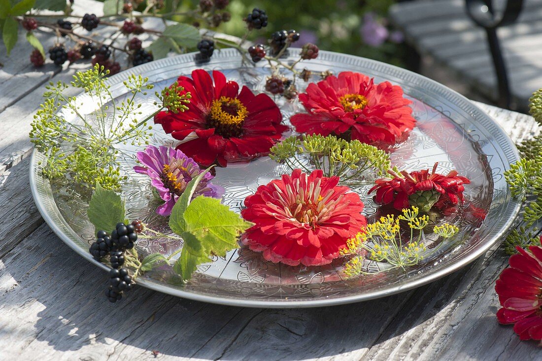 Silberne Schale mit Wasser : Zinnia (Zinnien), Fenchel (Foeniculum)