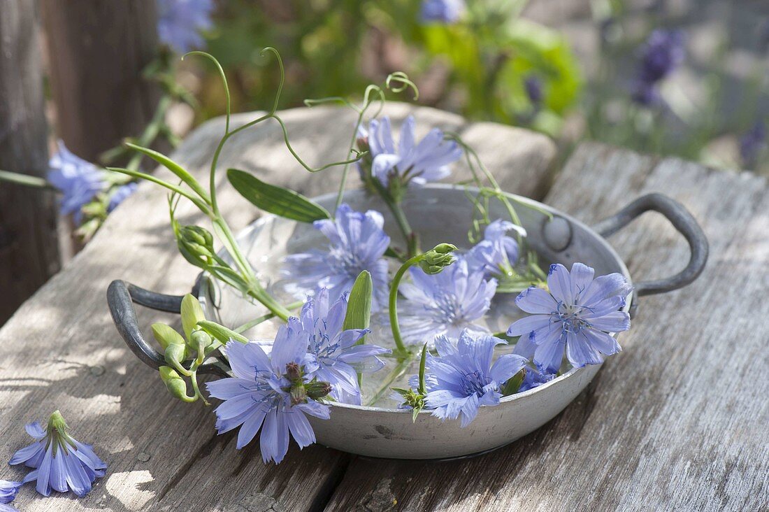 Blüten von Cichorium intybus (Wegwarte) und Ranke von Lathyrus latifolius