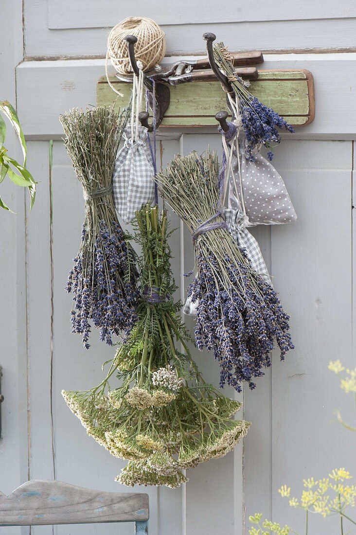 Bouquets of Lavender (Lavandula) and Achillea (Yarrow)