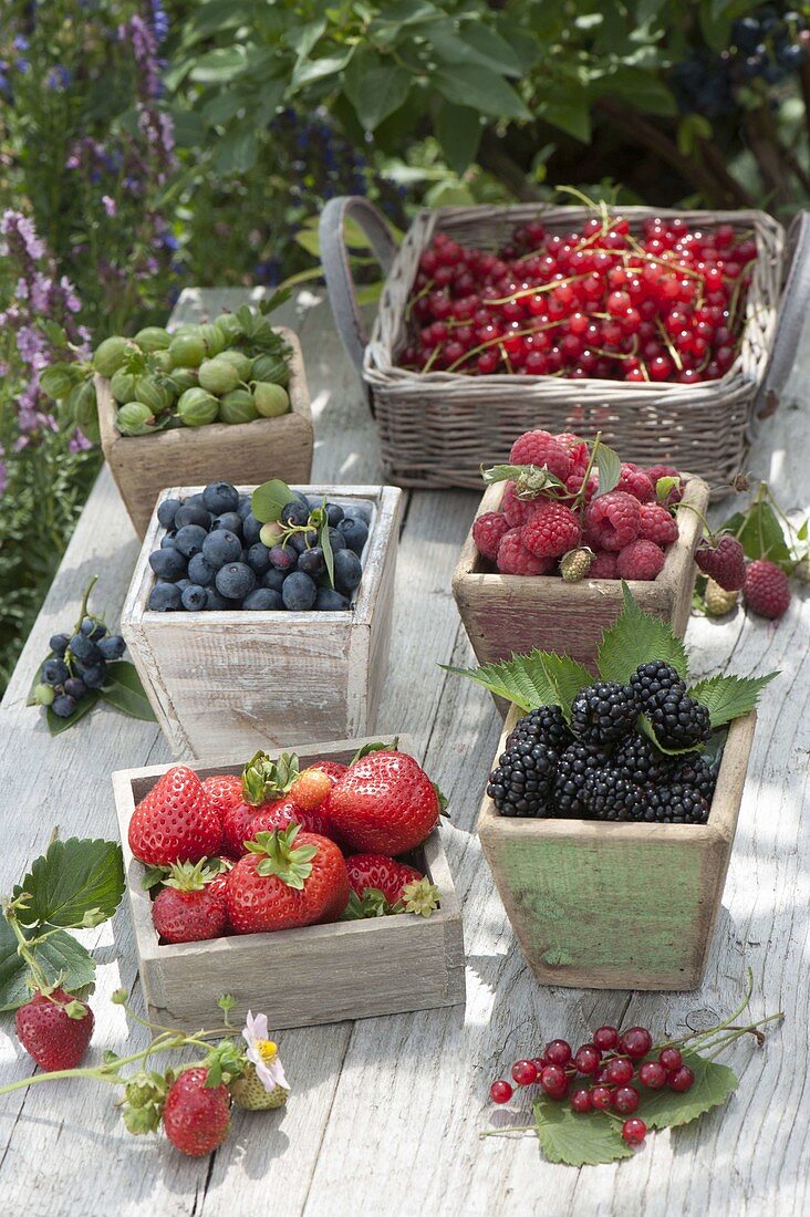 Freshly picked berries, strawberries (Fragaria), blackberries